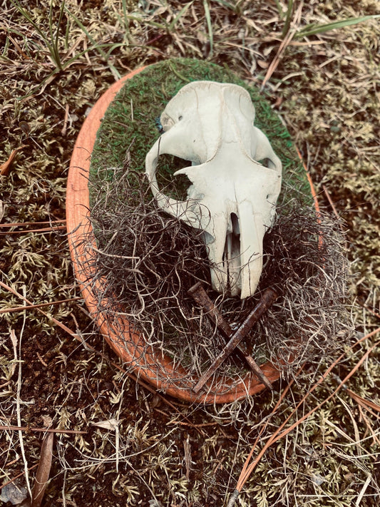 Mossy Woodchuck Skull Plaque