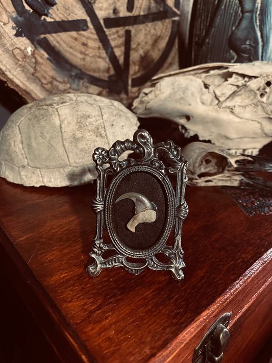 Bobcat Claw in Pewter Frame